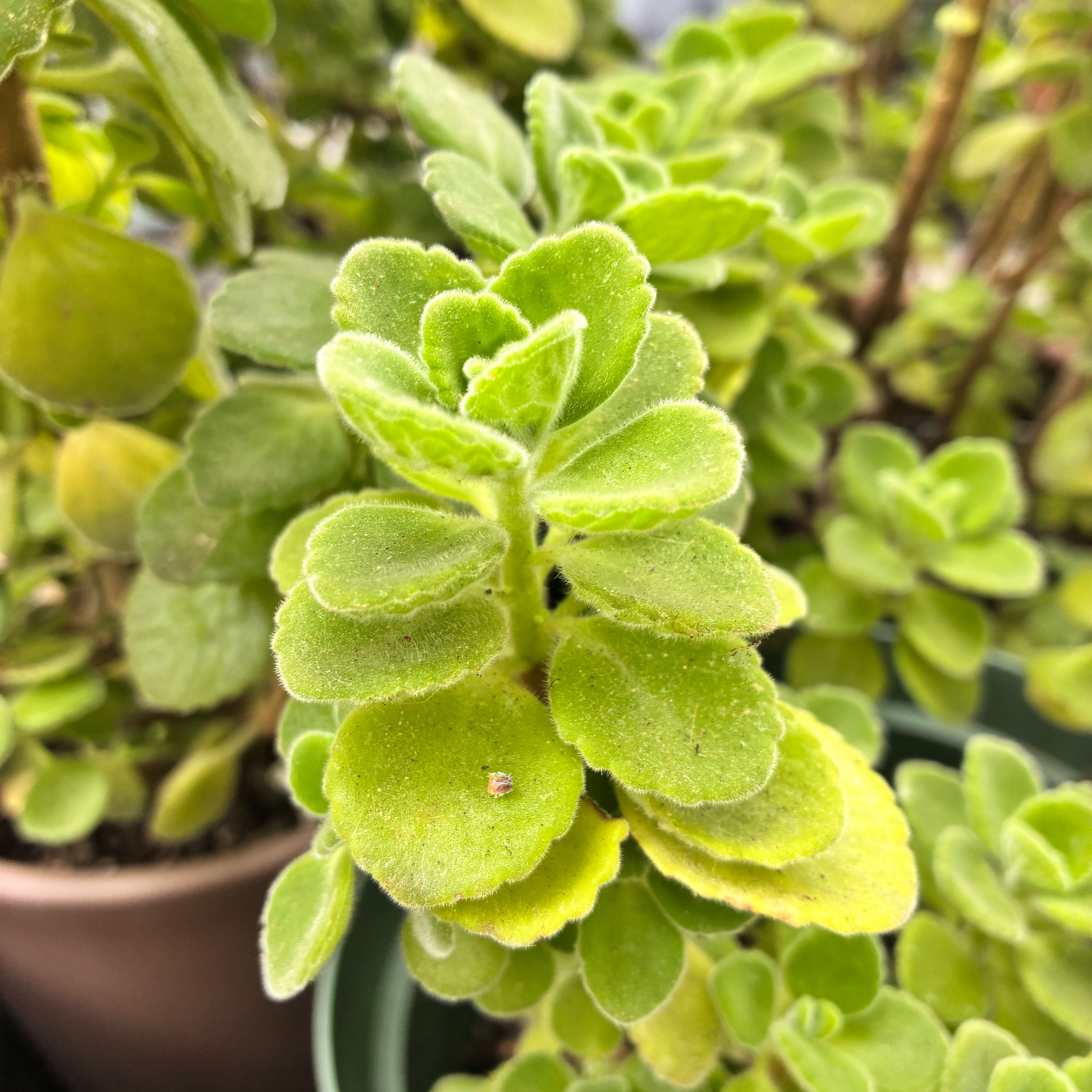 Photo of the plant species Vicks Plant by @SubtleOricad65 named Emerson on Greg, the plant care app