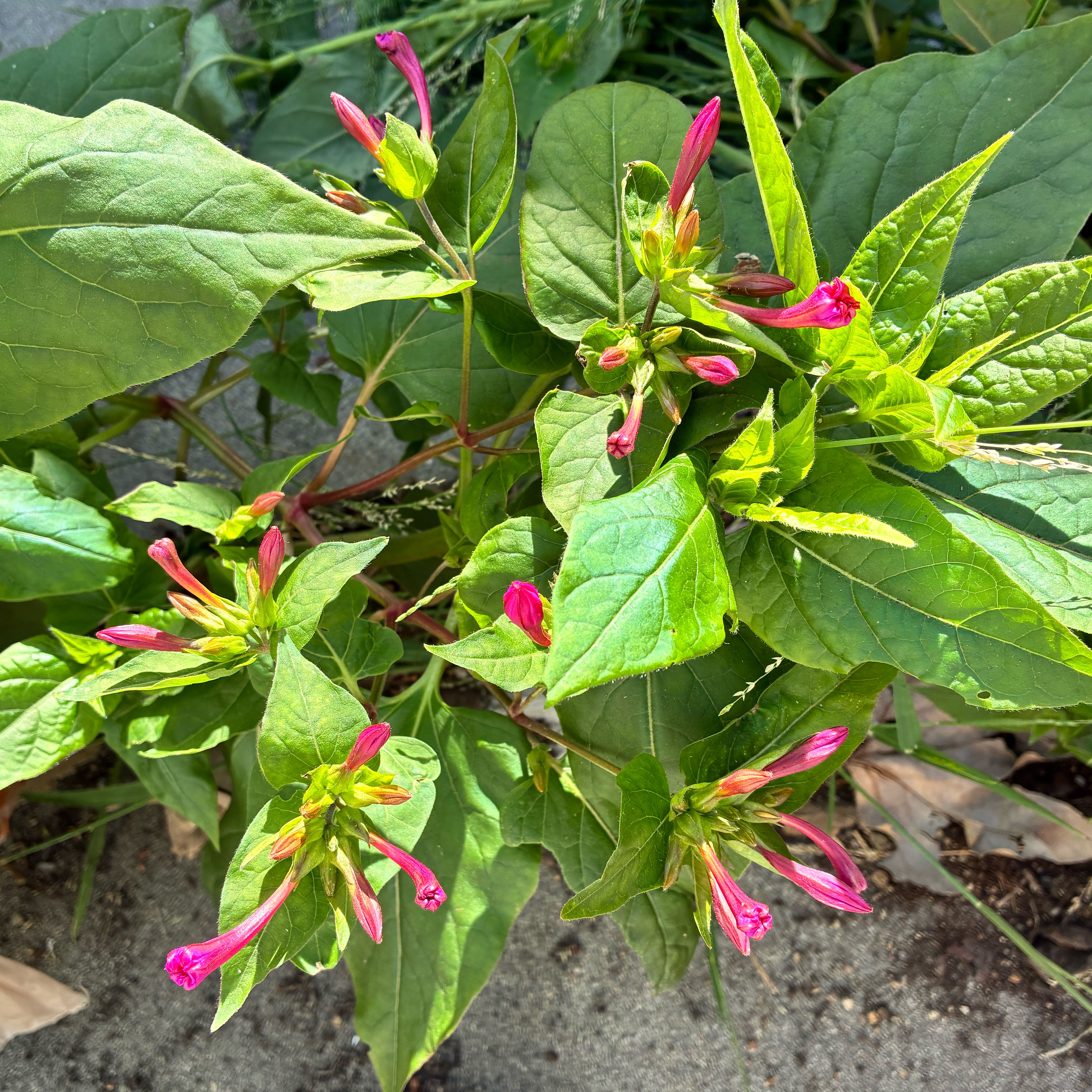 Photo of the plant species Mirabilis Jalapa by @SubtleOricad65 named Homer on Greg, the plant care app