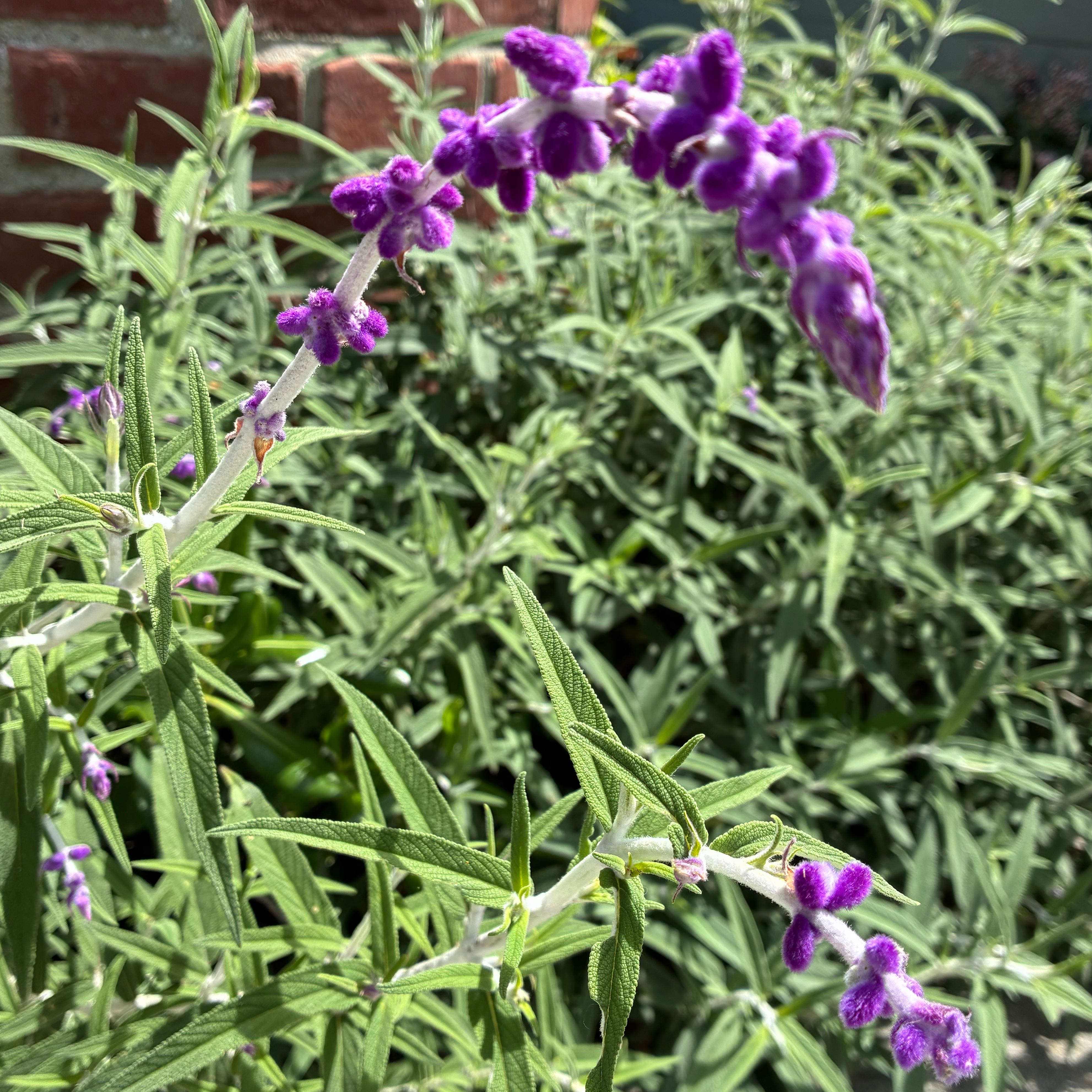 Photo of the plant species Mexican Bush Sage by @SubtleOricad65 named Terra on Greg, the plant care app
