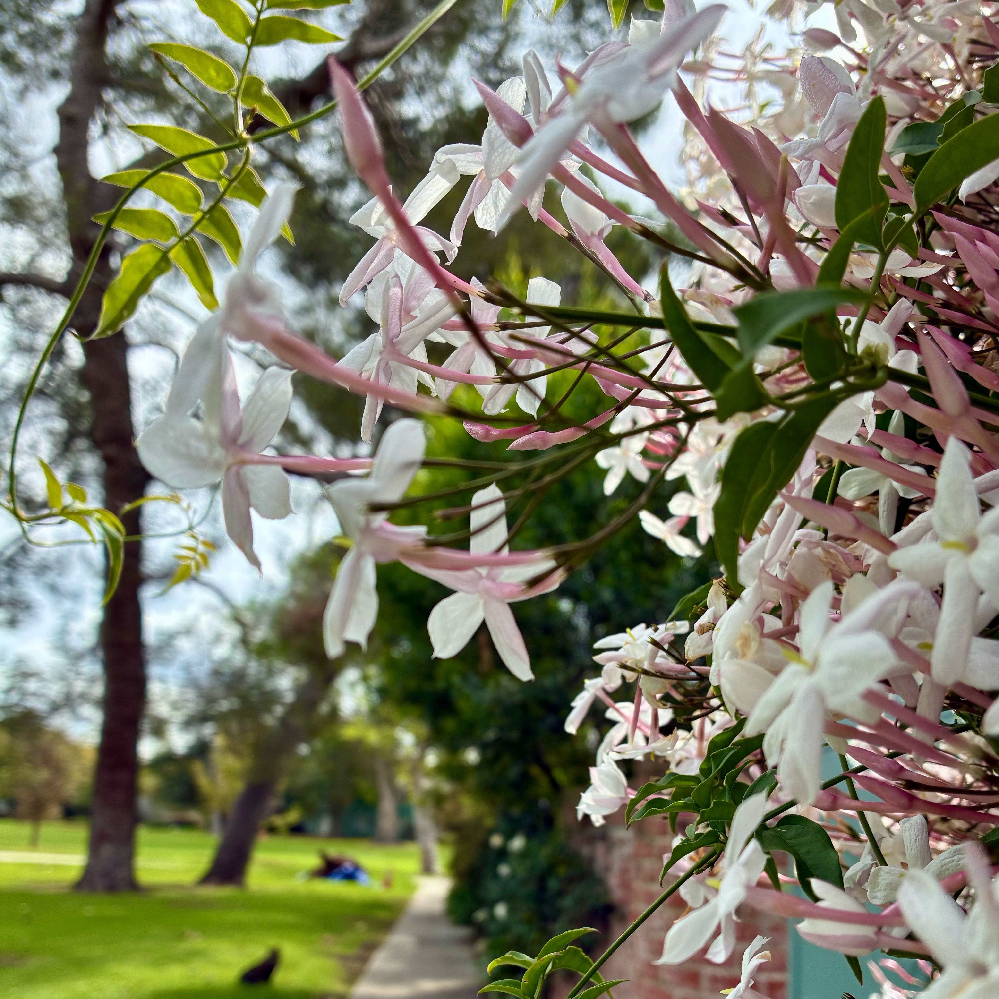 Photo of the plant species Pink Jasmine by @SubtleOricad65 named Orwell on Greg, the plant care app