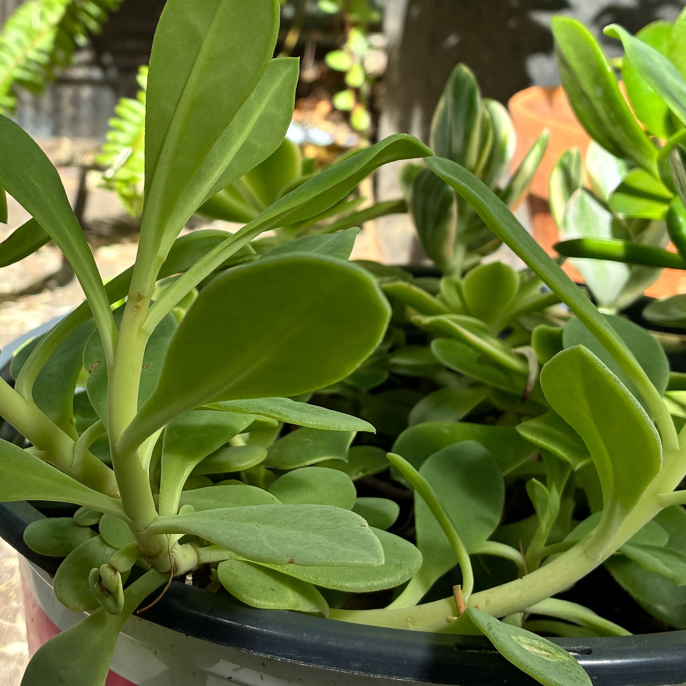 Photo of the plant species Rock Purslane by @SubtleOricad65 named Zion on Greg, the plant care app
