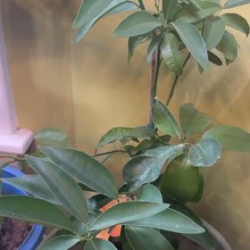 Photo of the plant species Oval kumquat by @bweez named Dolores on Greg, the plant care app