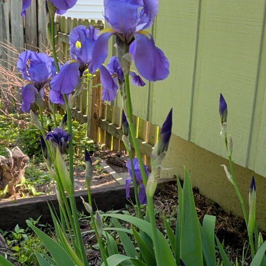 Photo of the plant species Dalmatian Iris by @LipstickLeaves named Elizabeth Taylor on Greg, the plant care app
