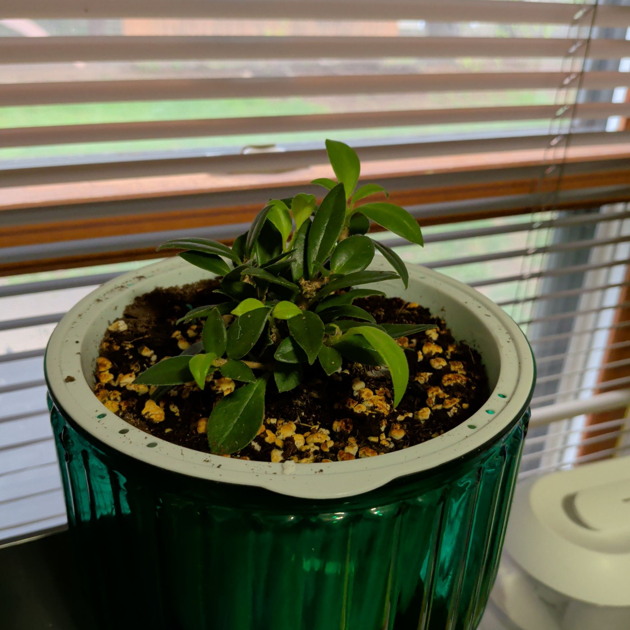 Photo of the plant species Aeschynanthus 'Purple Star' by @LipstickLeaves named Mothman on Greg, the plant care app