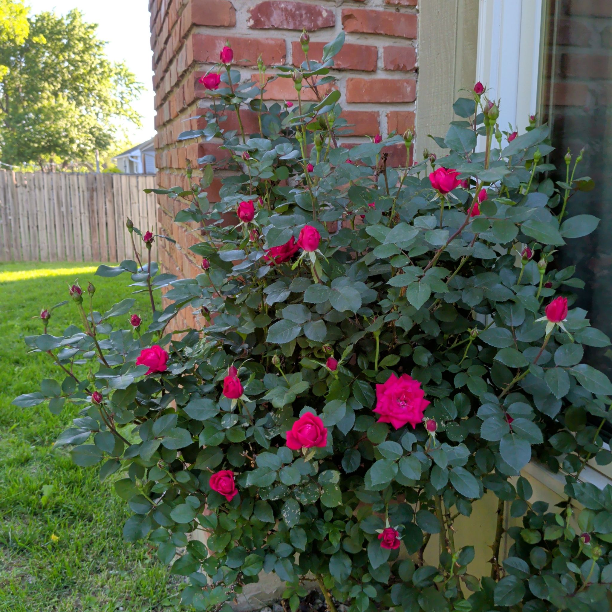 Photo of the plant species Knockout Red Rose by @LipstickLeaves named Rasputin on Greg, the plant care app