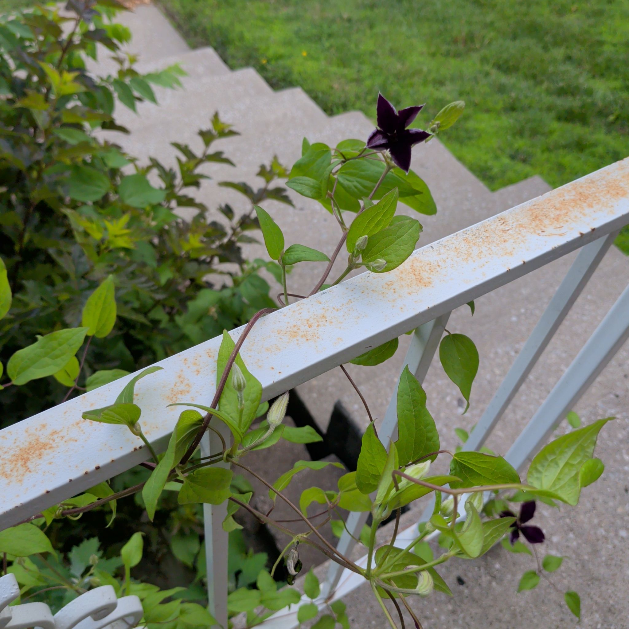 Photo of the plant species Evergreen Clematis by @LipstickLeaves named Alice Walker on Greg, the plant care app