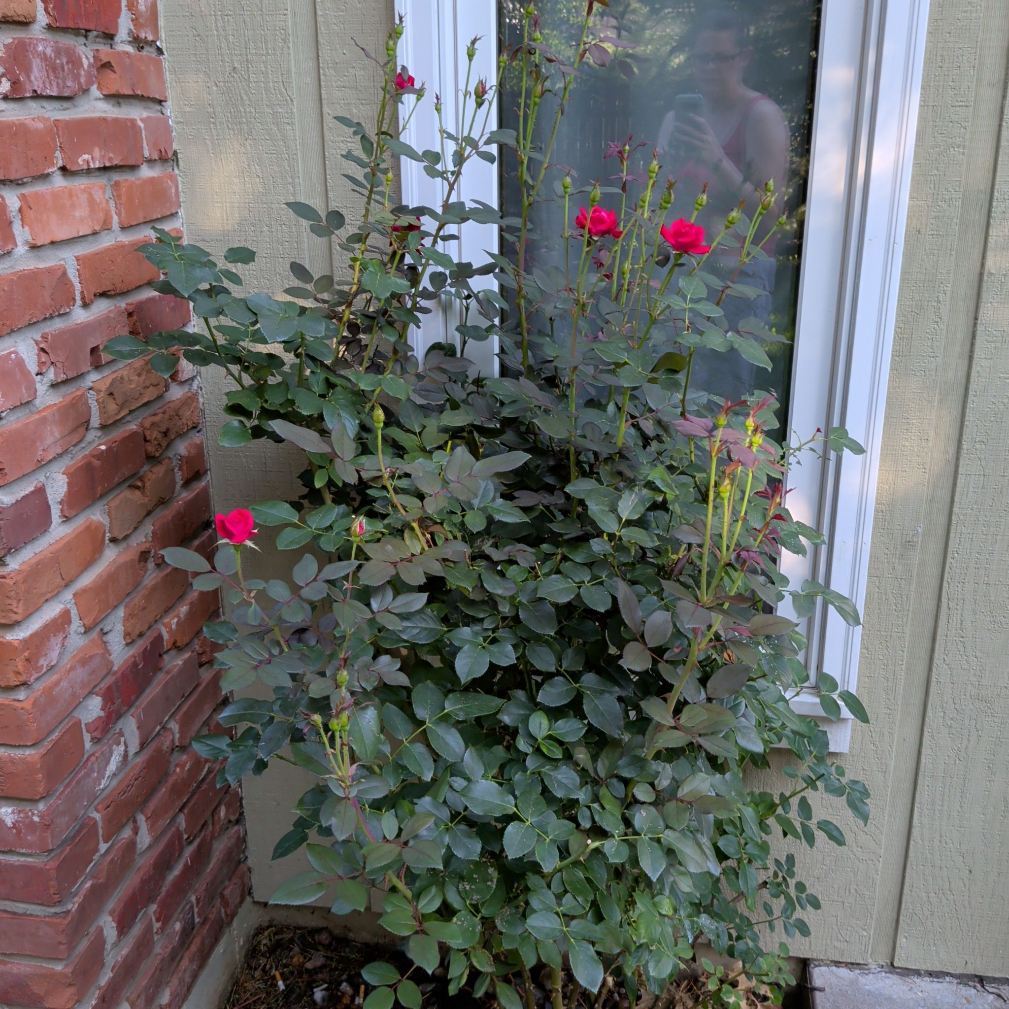 Photo of the plant species Evergreen Clematis by @LipstickLeaves named Alice Walker on Greg, the plant care app