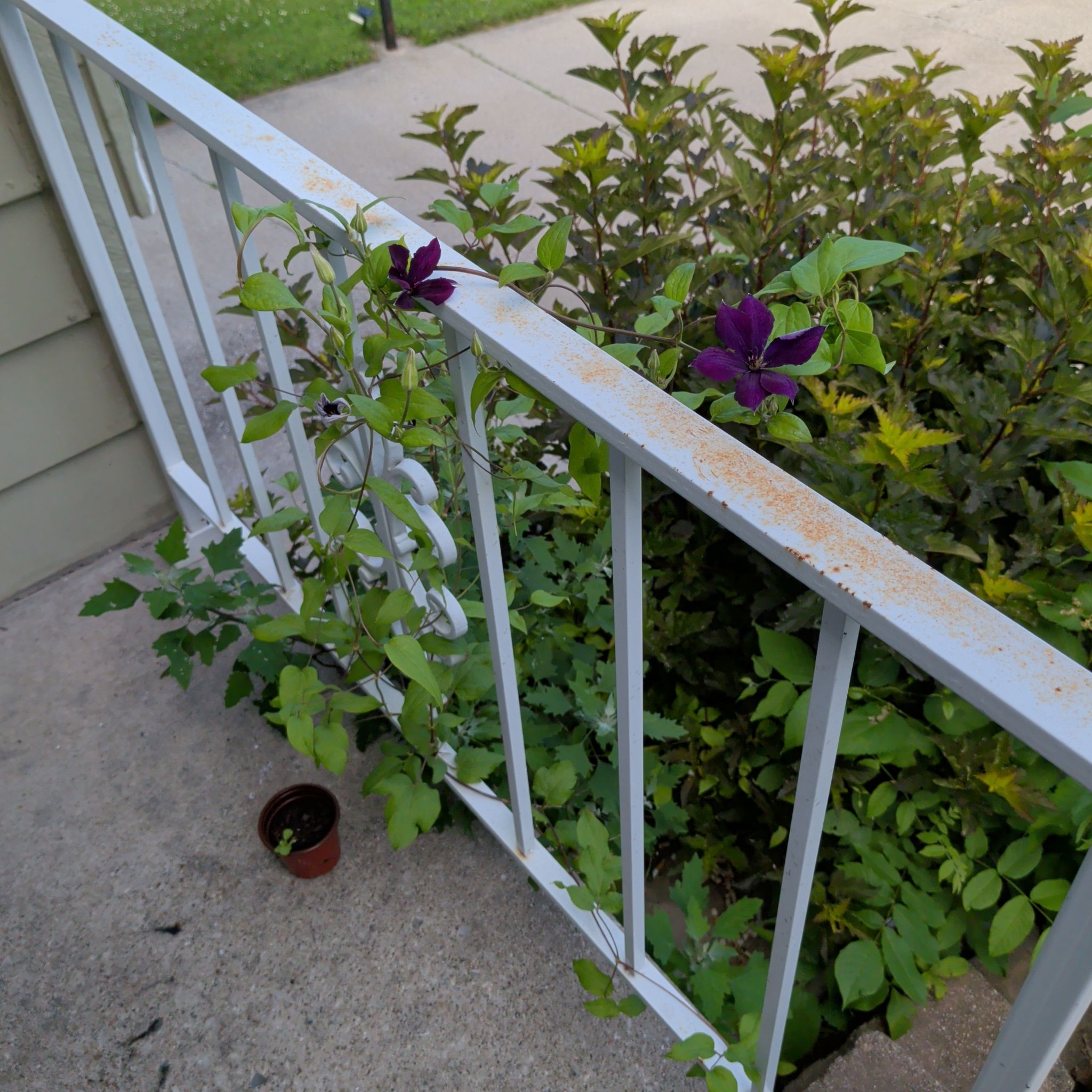 Photo of the plant species Evergreen Clematis by @LipstickLeaves named Cigarette Butt on Greg, the plant care app