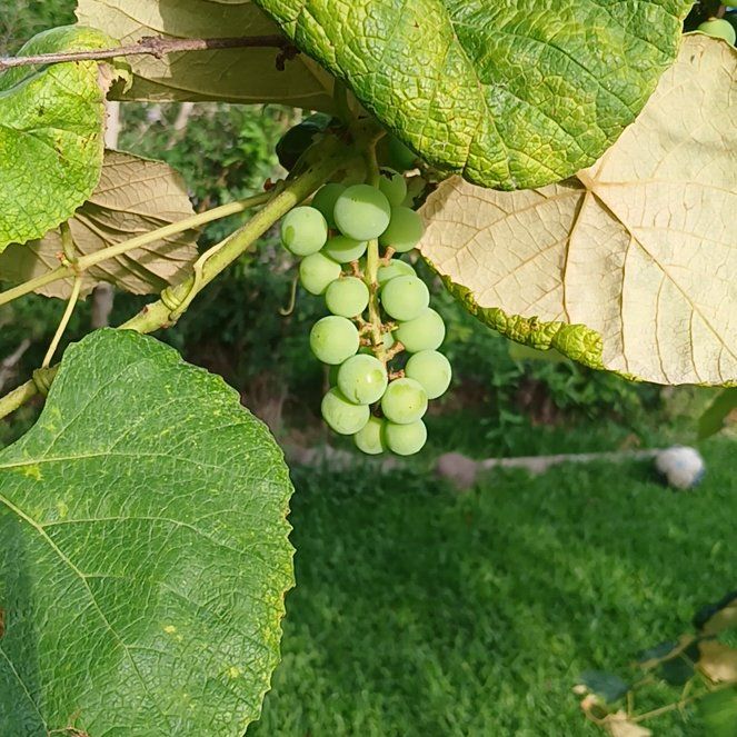 Photo of the plant species Concord Grape by @KnightSeaofpink named Austen on Greg, the plant care app