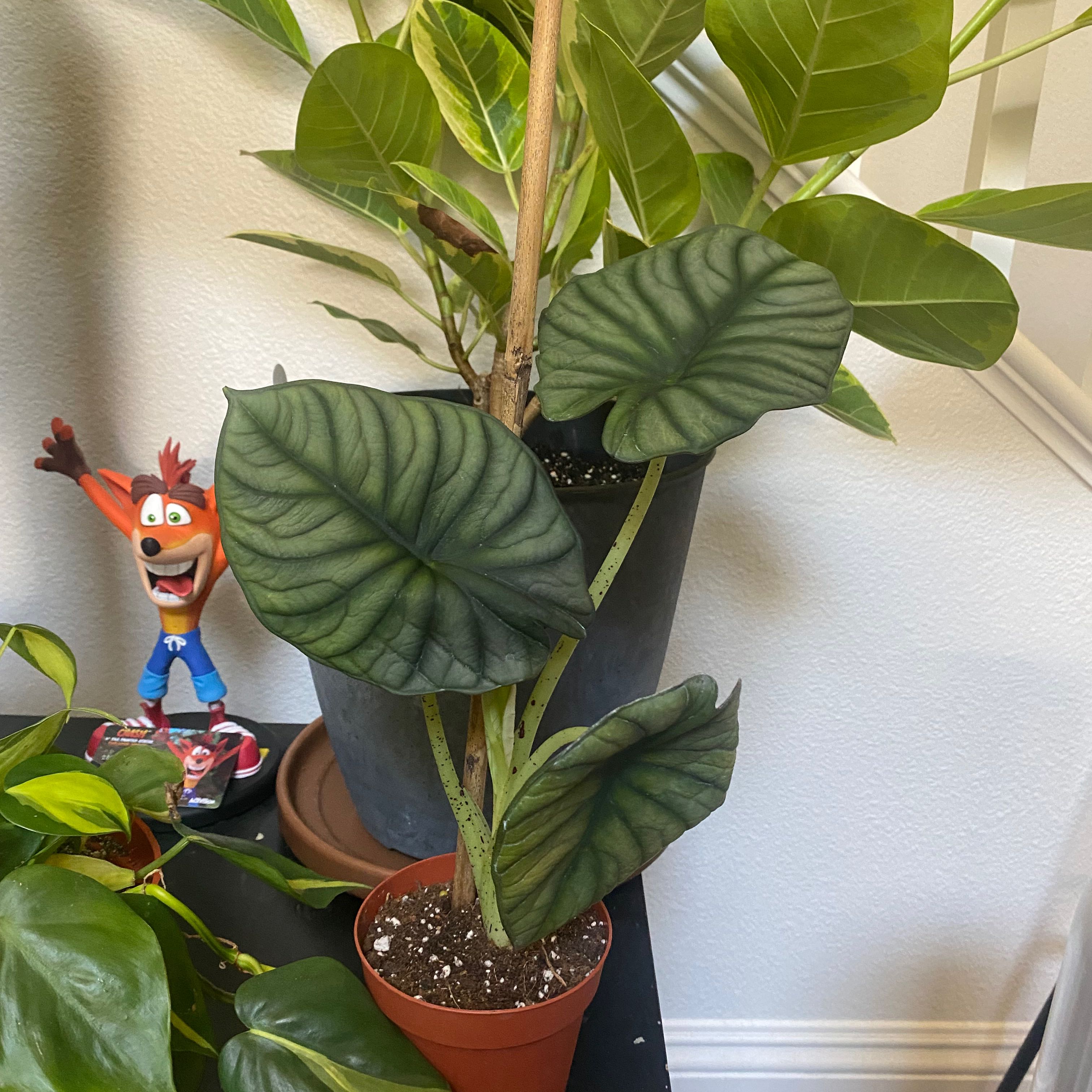Potted Alocasia nebula 'Imperialis' with large, dark green leaves and prominent veins.