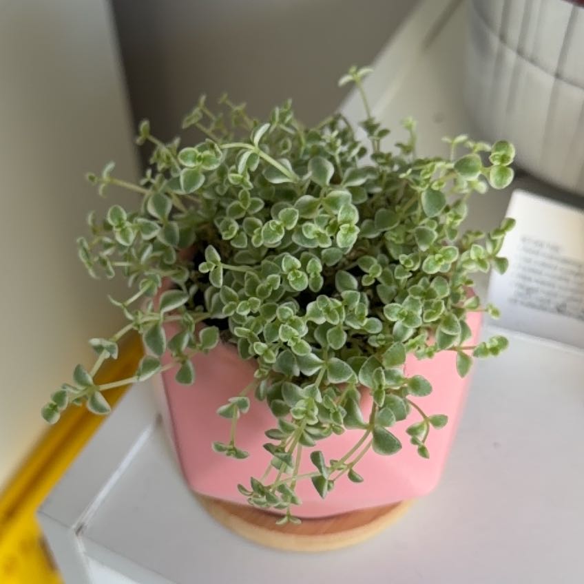 Photo of the plant species mini kitty jade by @LightMayten78 named Parks on Greg, the plant care app