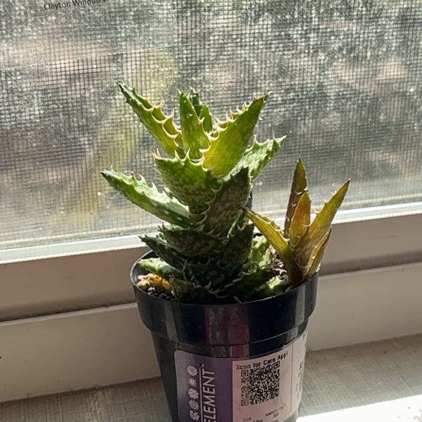 Photo of the plant species Aloe zanzibarica by @FunGonolobus30 named Harmony on Greg, the plant care app