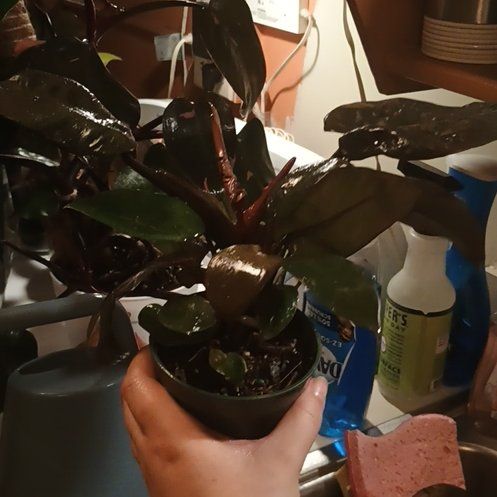 Photo of the plant species Philodendron 'Black Cardinal' Variegated by @olMissQuinnlo named Ryuk on Greg, the plant care app