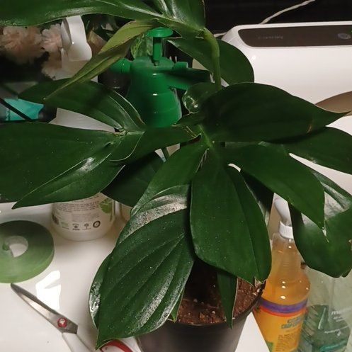 Photo of the plant species Dragon Tail Plant by @olMissQuinnlo named Drakon on Greg, the plant care app