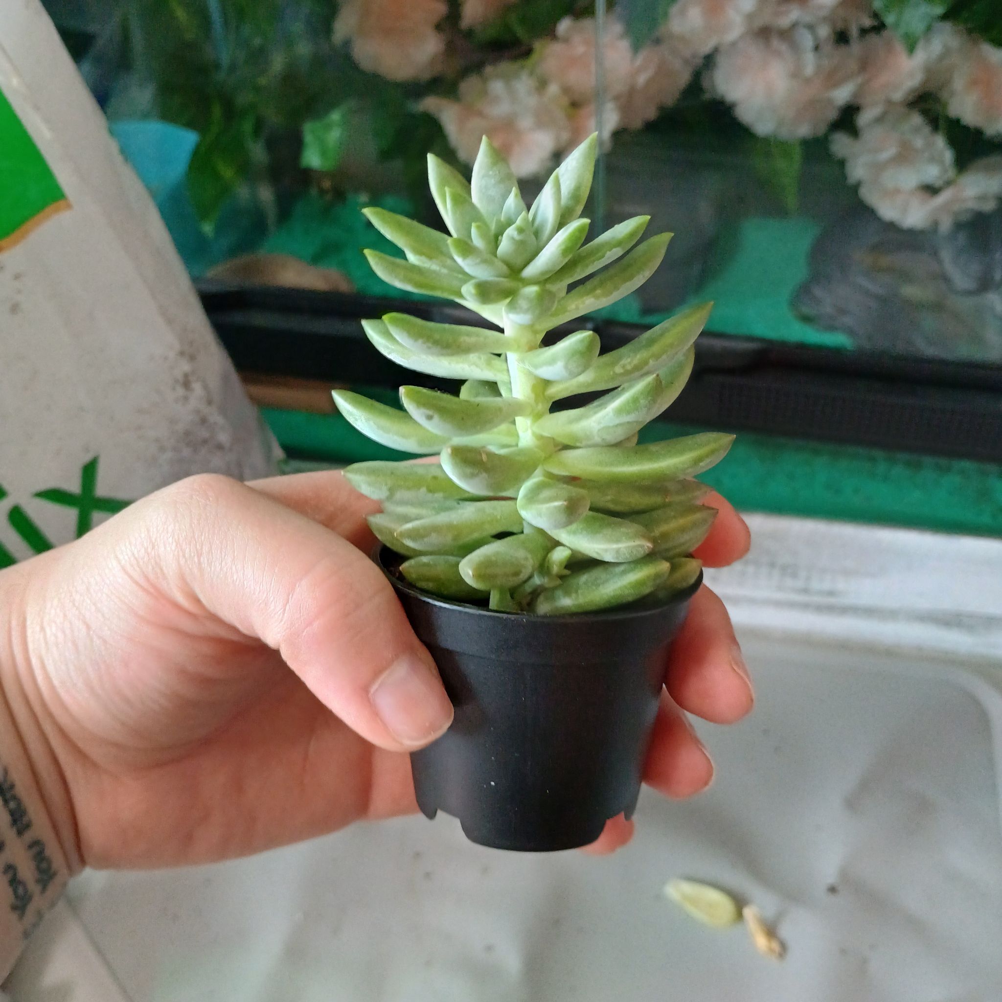 Photo of the plant species succulent by @olMissQuinnlo named Usopp on Greg, the plant care app