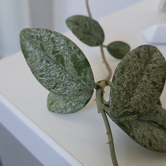 Photo of the plant species Hoya carnosa 'Wilbur Graves Silver' by @GreatHeather26 named Tolkien on Greg, the plant care app