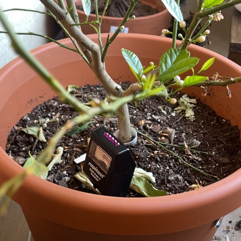 Photo of the plant species Harvey lemon Tree by @UberShallot80 named Bella on Greg, the plant care app