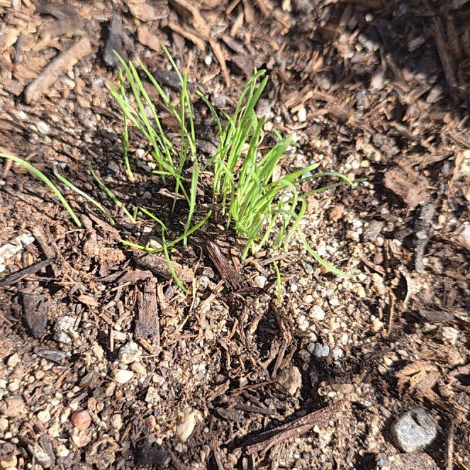 Photo of the plant species Poa Annua by @SageGuayule72 named Tupot amaroot on Greg, the plant care app