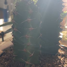 Photo of the plant species Euphorbia ingens 'Chocolate Drop' by @CoolKaro51 named Mr. Darcy on Greg, the plant care app
