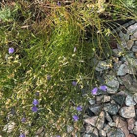 Photo of the plant species Bluebell by Katy named Doja Cat on Greg, the plant care app