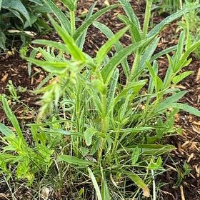 Photo of the plant species Pale Purple Coneflower by Katy named Harry on Greg, the plant care app