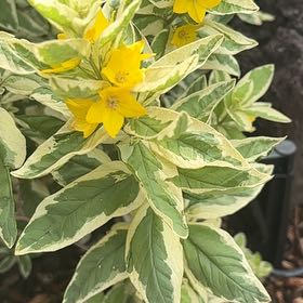Photo of the plant species Dotted Loosestrife by Katy named Sherlock on Greg, the plant care app
