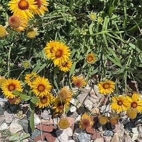 Photo of the plant species Great Blanket Flower by Katy named Einstein on Greg, the plant care app