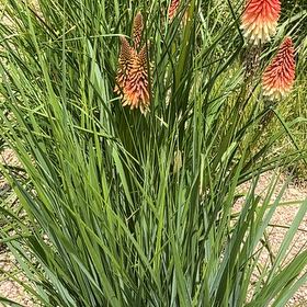 Photo of the plant species Torch Lily by Katy named Mollie on Greg, the plant care app