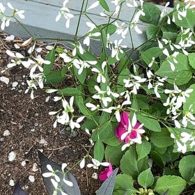 Photo of the plant species Sweet Autumn Virginsbower by Katy named Oscar on Greg, the plant care app