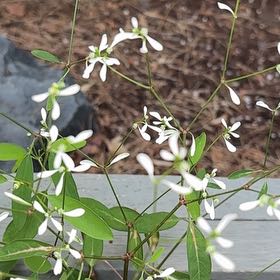Photo of the plant species Grassleaf Spurge by Katy named Hemingway on Greg, the plant care app