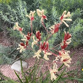 Photo of the plant species Bird-of-Paradise Shrub by Katy named Naomi on Greg, the plant care app