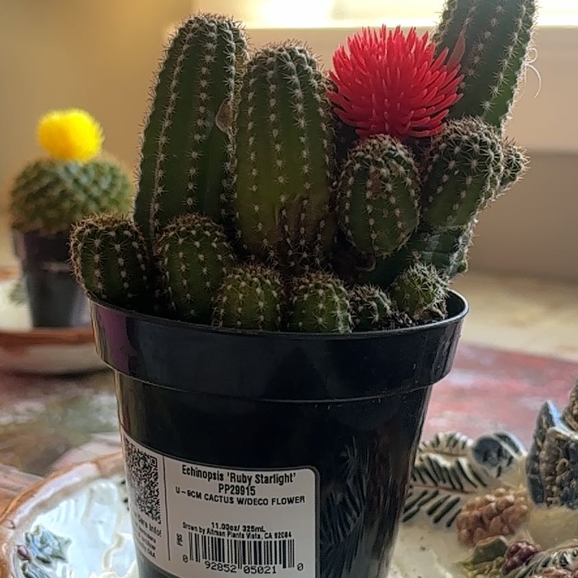 Photo of the plant species Echinopsis 'Ruby Starlight' by @FitGasteria62 named Fernie Saunders on Greg, the plant care app