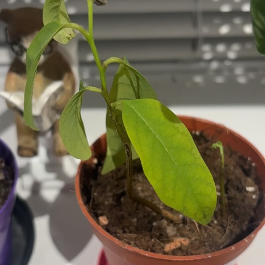 Photo of the plant species White Cherimoya by @RuggedSugarvine named Cheri on Greg, the plant care app