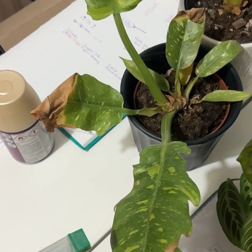 Photo of the plant species Philadendron by @RuggedSugarvine named Rocky on Greg, the plant care app