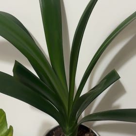 Photo of the plant species Clivia by @RuggedSugarvine named Oclivia Coleman on Greg, the plant care app