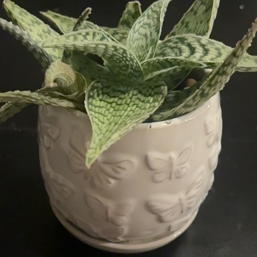 Photo of the plant species Snowflake Aloe by @GoddessCentro34 named Robbie on Greg, the plant care app