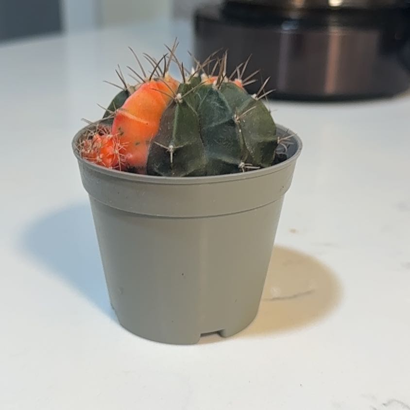Photo of the plant species Turbinicarpus schmiedickeanus by @RationalBetel43 named Sherlock on Greg, the plant care app