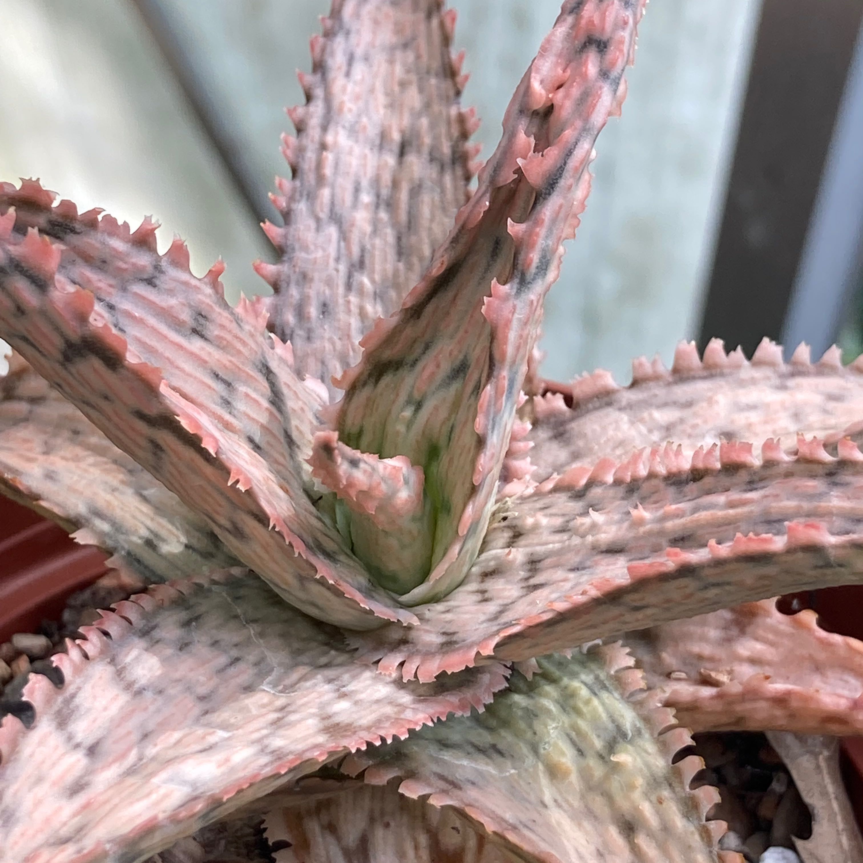 Photo of the plant species Aloe 'Pink Thing' by @Aloehoarder named Pink Thing on Greg, the plant care app