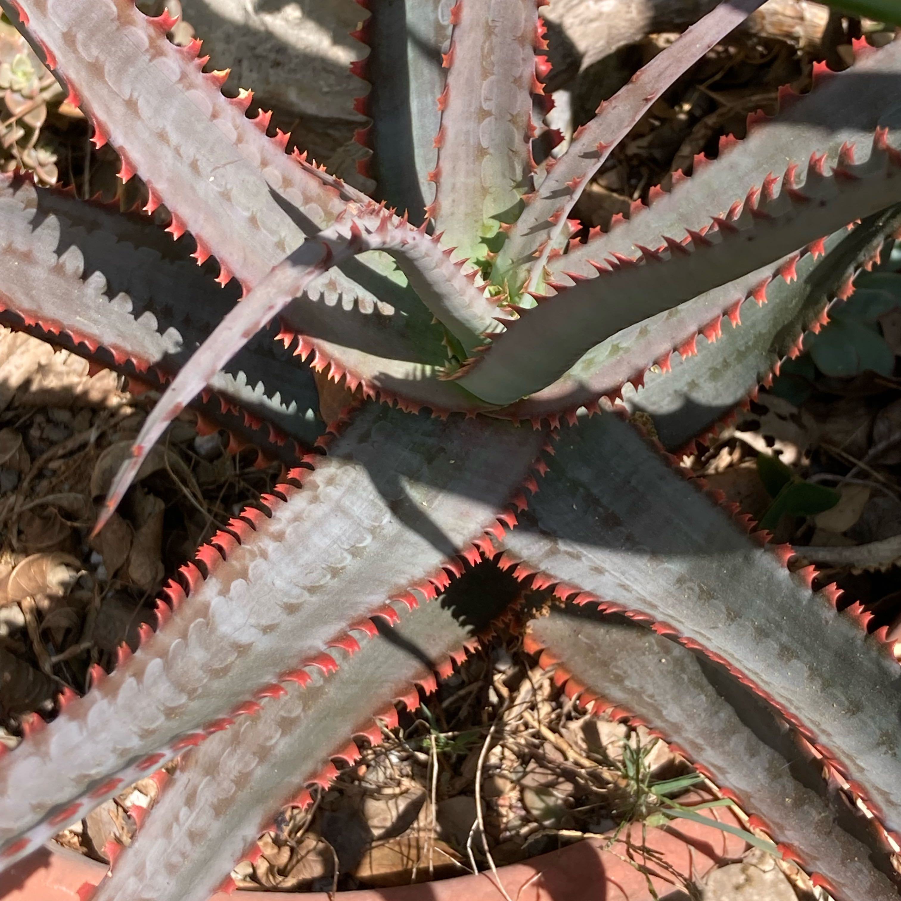 Photo of the plant species Aloe divaricata 'Diablo' by @Aloehoarder named Diablo on Greg, the plant care app