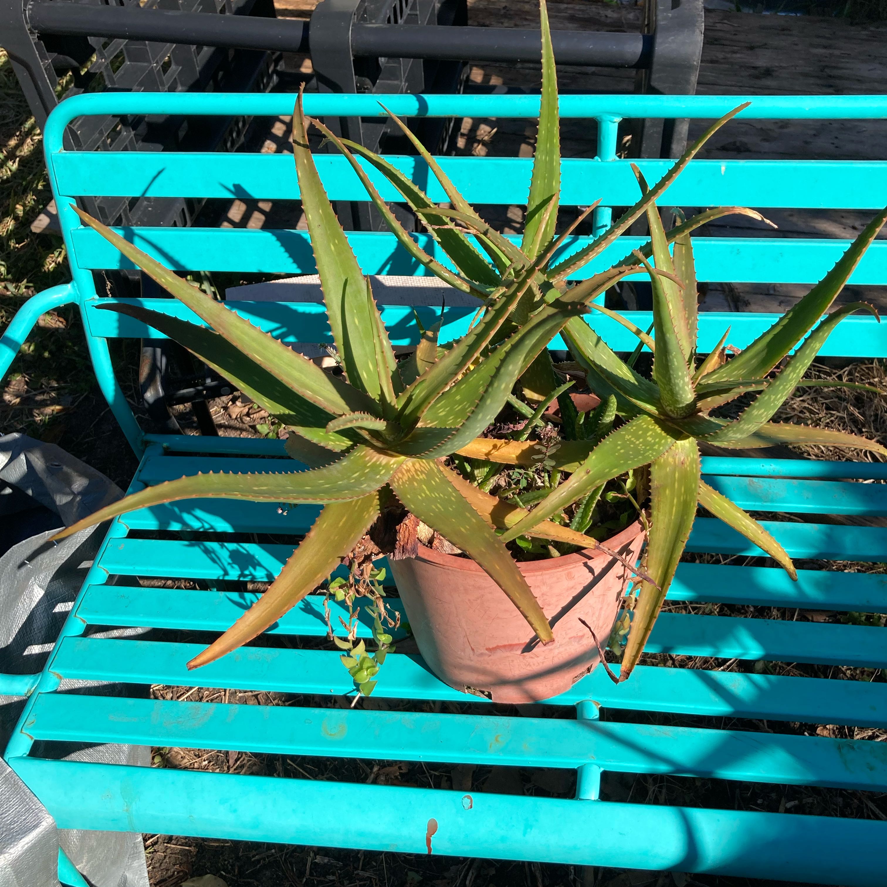 Photo of the plant species Aloe 'Rooikappie' by @Aloehoarder named Rooikappie on Greg, the plant care app