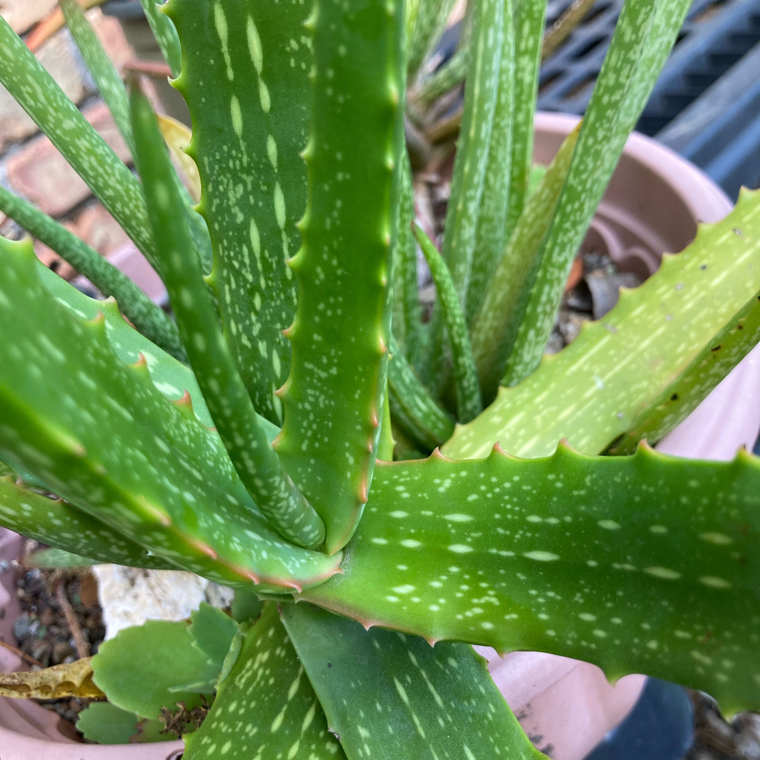 Photo of the plant species Yellow Nubian Aloe by @Aloehoarder named Cornuta on Greg, the plant care app