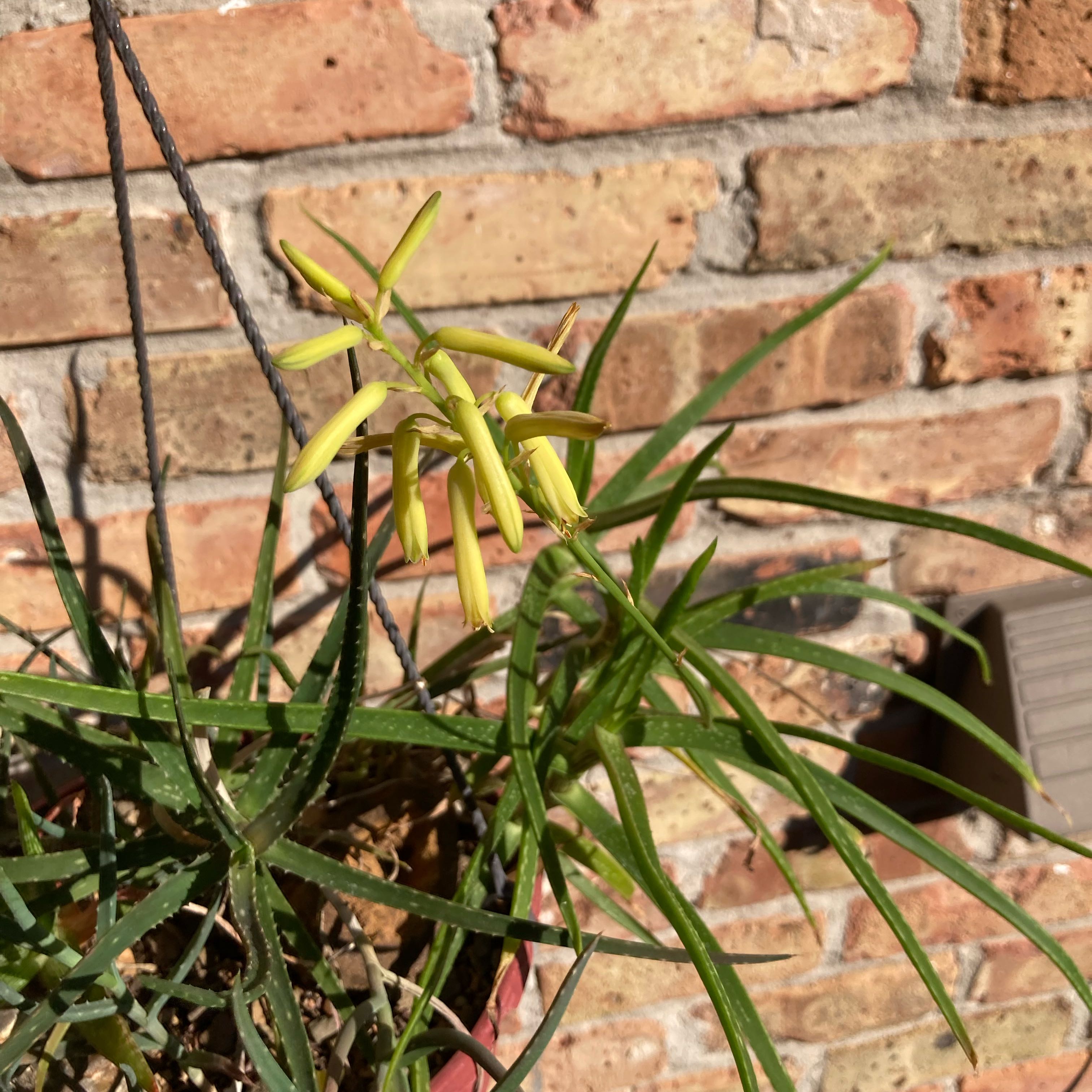 Photo of the plant species Aloe pendens by @Aloehoarder named Aloe pendens on Greg, the plant care app