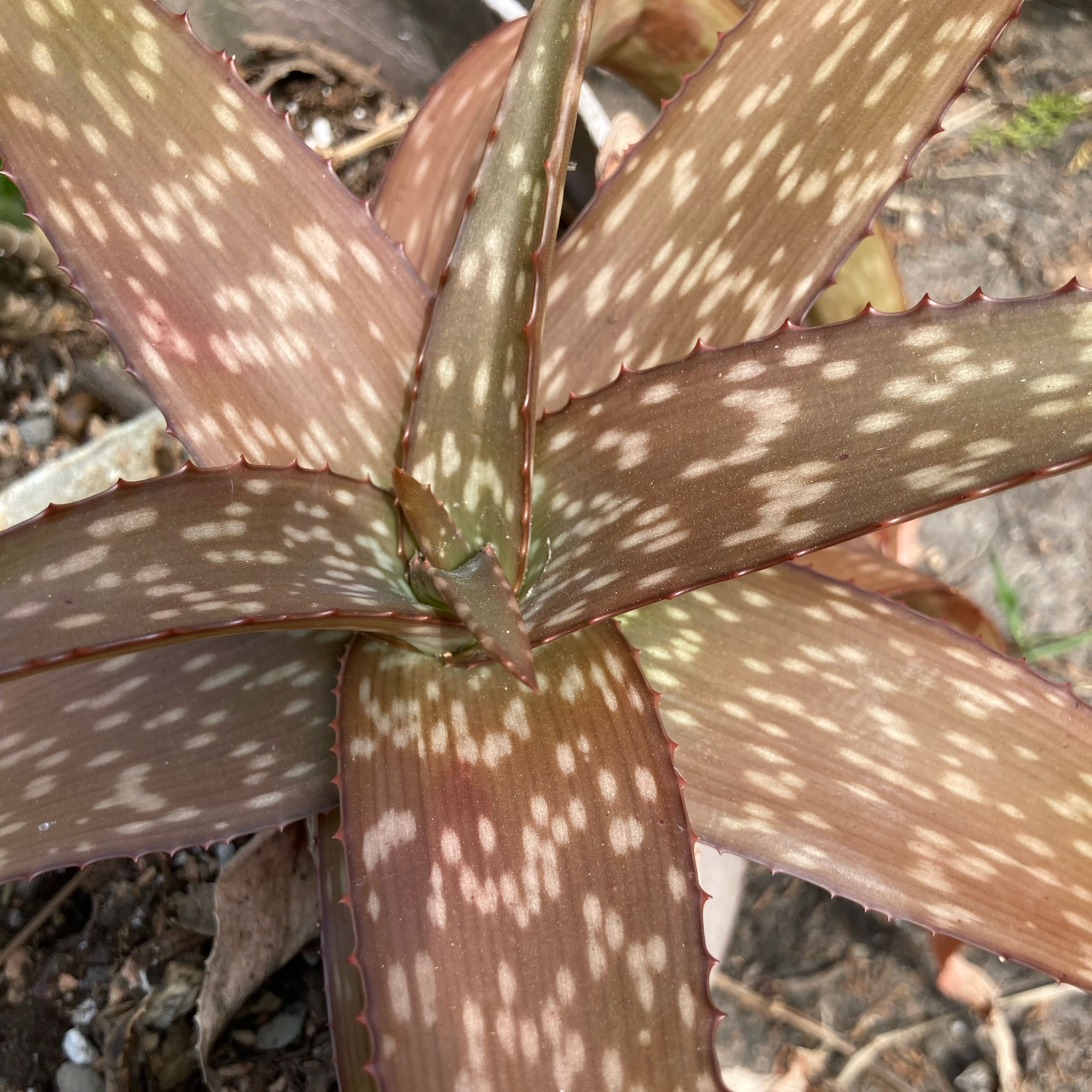 Photo of the plant species Aloe kilifiensis by @Aloehoarder named Aloe kilifiensis on Greg, the plant care app