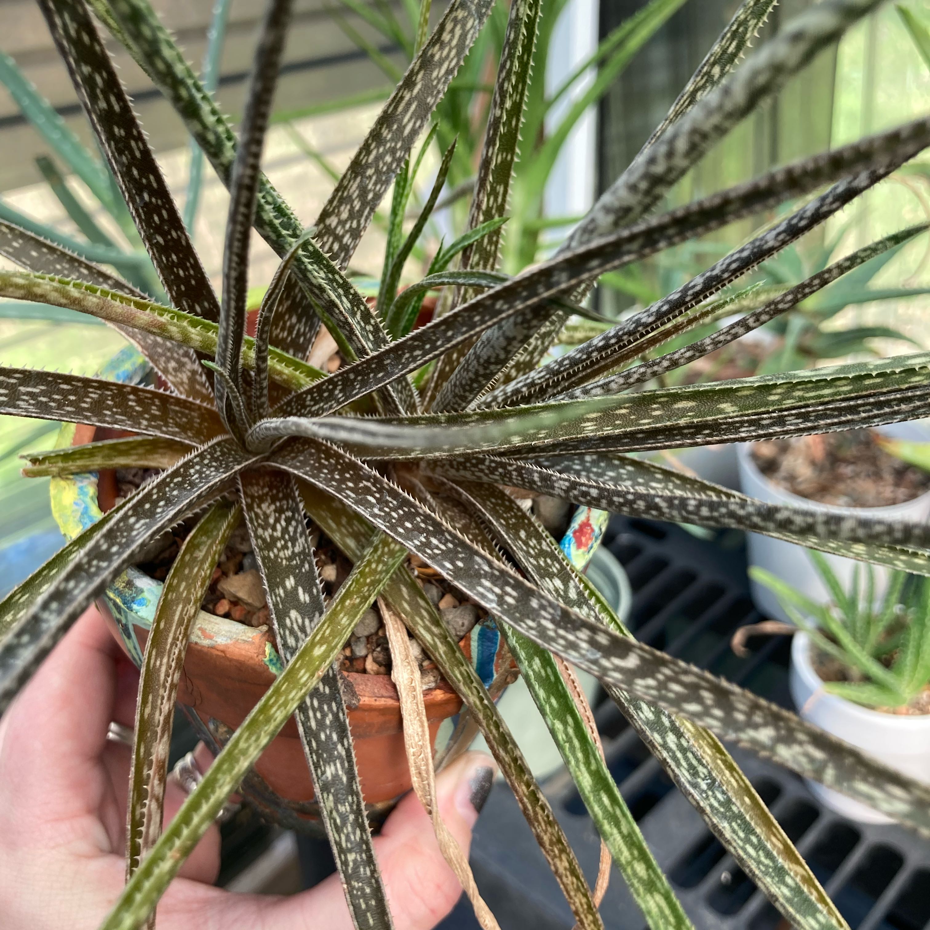 Photo of the plant species Aloe bellatula by @Aloehoarder named Aloe bellatula on Greg, the plant care app