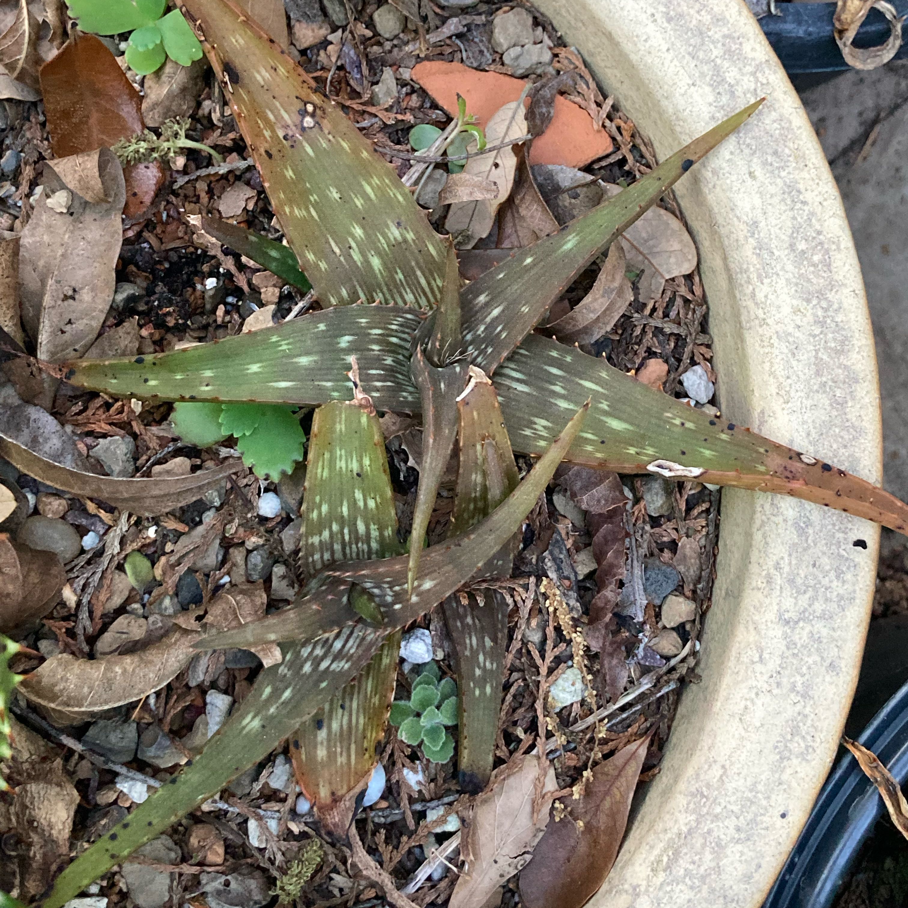 Photo of the plant species Aloe petrophila by @Aloehoarder named Aloe petrophila on Greg, the plant care app