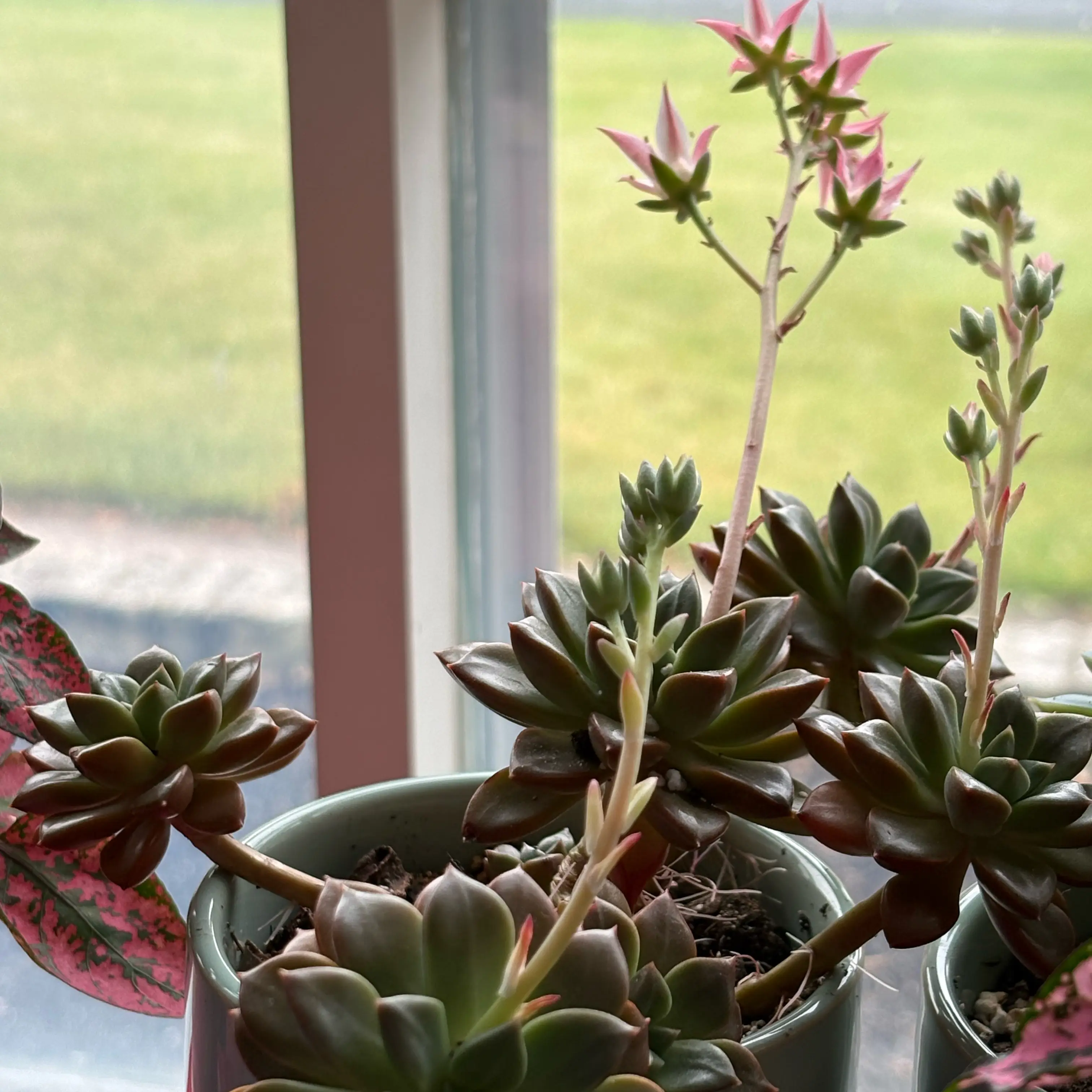 Photo of the plant species Graptosedum 'Alpenglow' by @tashasplants named Bernice on Greg, the plant care app