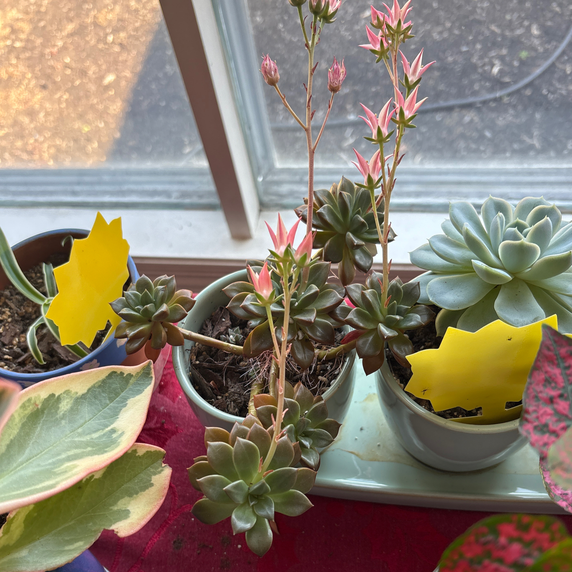 Photo of the plant species Graptosedum 'Alpenglow' by @tashasplants named Bernice on Greg, the plant care app