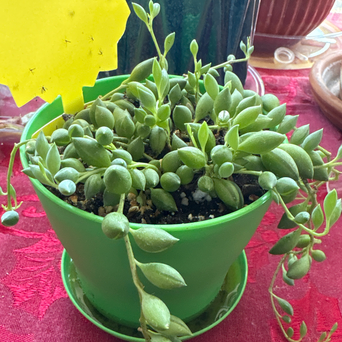 Photo of the plant species String of Tears by @tashasplants named da Vinki on Greg, the plant care app