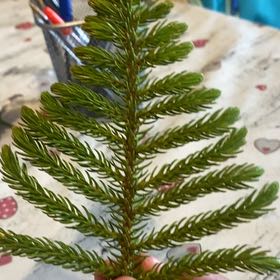 Photo of the plant species Eastern Spruce by @AvidPaleflax91 named Lebron on Greg, the plant care app