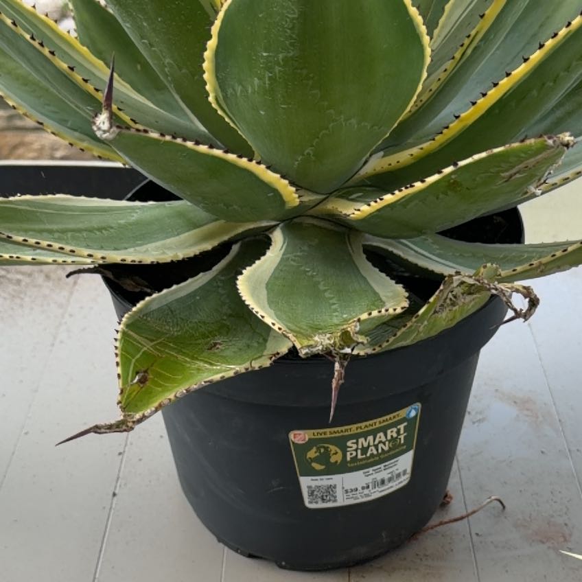 Photo of the plant species Agave Celsii by @ChipperCacto84 named Rihanna on Greg, the plant care app
